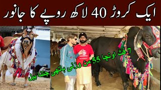 Surmawala Cattle Farm full update 2022 [upl. by Senskell]