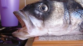 Sea Bass On The Kayak River Beaulieu Hampshire [upl. by Three]