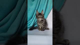 Zodiac European Maine Coon wild look available for adoption  Purebred Kitties  Purebred Kitties [upl. by Medora]