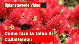 Come riprodurre con la talea il Callistemon [upl. by Kroo]