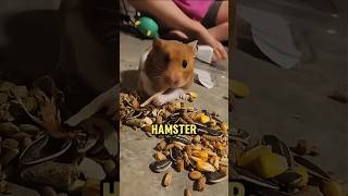 A hamster is never full 🐀😀 [upl. by Efron]