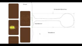 Crashkurs Mikrobiologie  Exkurs 1 zu Zygomycota Glomeromycota [upl. by Rollecnahc]