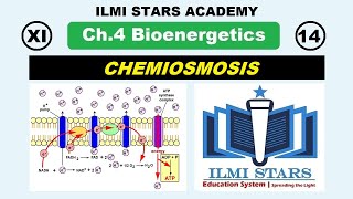 biology class 11 chapter 4 bioenergetics chemiosmosis and oxidative phosphorylation [upl. by Annayrb103]