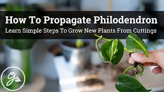 How To Propagate Philodendron [upl. by Harle]