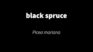 Picea mariana  black spruce [upl. by Yenattirb]