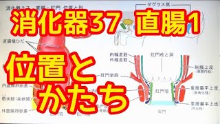 消化器37 直腸・肛門1 位置とかたち、周辺との関係、組織（関連解説：痔核、痔瘻、ダグラス窩と腹水・悪性腫瘍の腹膜播種） [upl. by Roban]