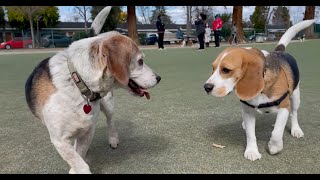 Oliver meets 30 other beagles 4K [upl. by Nangem]