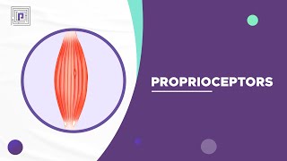 Proprioceptors explained in 2 mins [upl. by Sucitivel330]