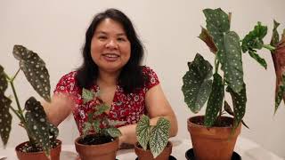 How to take care of Begonia Maculata Plant [upl. by Chadbourne]