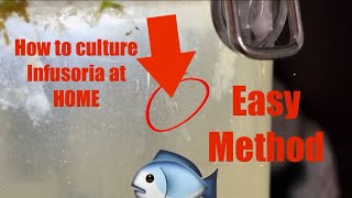 How to culture INFUSORIA and DAPHNIA at home easiest method [upl. by Esdnil357]