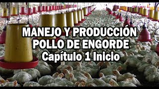 PRODUCCION POLLO DE ENCORDE MANEJO EN PRIMERAS ETAPAS [upl. by Ateekram135]