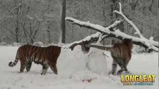 Snow Day For Longleat Safari Park Tigers [upl. by Joed]