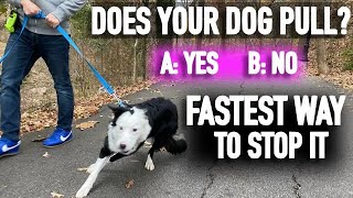 How to Stop Pulling Don’t Fall for the Leash Training Lie [upl. by Gorges]