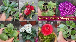 सर्दी के मेरे Most Favourite पोधे मिल ही गये  Winter Flower Plants Shopping Primula Ranunculus [upl. by Getraer]