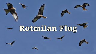 Rotmilan  Vögel von Deutschland [upl. by Helge]