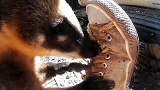 Adorable coatis absolutely love their caretakers shoes [upl. by Neirbo]