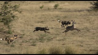 Wild dogs Hunting Waterbuck [upl. by Nohsar]