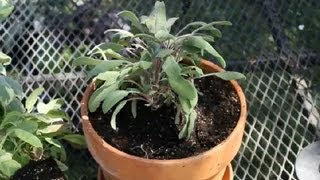 Caring for amp Trimming of Purple Sage  Planting Herbs [upl. by Ilera]