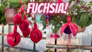 Fuchsia Plant Care How to Plant Grow and Care for Fuchsias [upl. by Ettigirb]