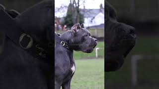 Cane Corso  Mastín Italiano canecorso canecorsoitaliano mastinitaliano [upl. by Marjorie700]