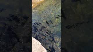 Dogwood canyon fish feeding [upl. by Uzzia183]