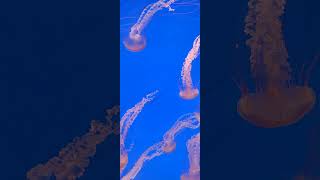 Sea nettle jellyfish at the Houston zoo [upl. by Hurd684]