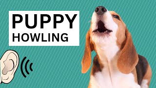 Puppy Dog Howling Sound  Cute Dog Howling [upl. by Greyso]