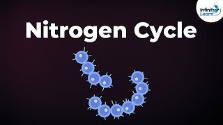 Nitrogen Fixation  Nitrogen Cycle  Microorganisms  Dont Memorise [upl. by Tildy316]