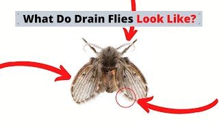 What Are Drain Flies Identify amp Treatment [upl. by Onilegna]