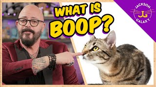 What is BOOP  Cat Daddy Dictionary [upl. by Hbaruas]