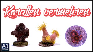 Korallen selbst vermehren  AquaOwner [upl. by Katerine222]