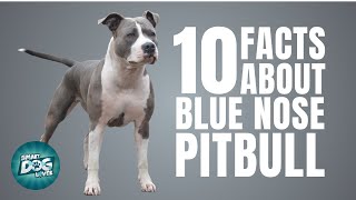 10 Facts About Blue Nose Pitbull  Dogs 101  Blue Nose Pitbull [upl. by Mcdade]