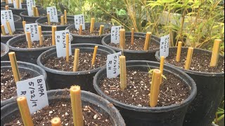 Propagating Bamboo Using Cane Cuts [upl. by Harleigh]