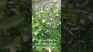 Trees to Plant in your Farm House  Number 9  Cherry Tree [upl. by Yxel237]