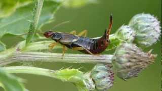 Gemeiner Ohrwurm Forficula auricularia  Macro movies [upl. by Boleslaw]