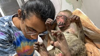 BABY MONKEY ALMOST BURNT ALIVE [upl. by Dur]