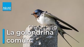 La GOLONDRINA COMÚN una especie que anuncia la PRIMAVERA [upl. by Kasper619]