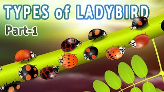 types of ladybird popular coccinellidae species including harmonia axyridis asian lady beetle 1 [upl. by Natala]