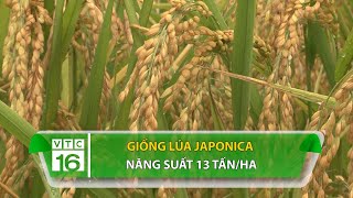 Giống lúa Japonica năng suất 13 tấnha  VTC16 [upl. by Whitney]