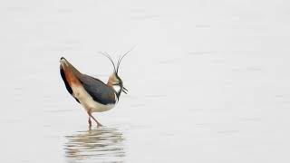 Lapwing song and contact call 4K [upl. by Gant768]