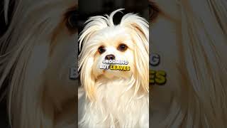 Top 10 Low SHEDDING Dog Breeds [upl. by Arabele]