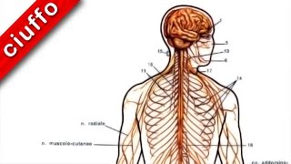 Fisiologia Il Sistema Nervoso Centrale [upl. by Bessy480]