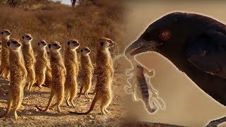 Drongo Bird Tricks Meerkats  Africa  BBC Earth [upl. by Nwahsid]