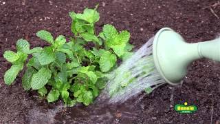 How To Plant Mint [upl. by Moyra]