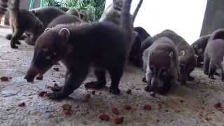 Coatimundi at the Witzoo wildlife sanctuary Belize [upl. by Sitnik]