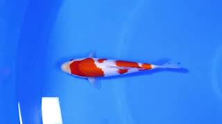 Kohaku Dainichi Koi Farm Size 30 cm [upl. by Gunzburg]