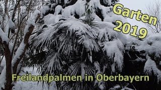 Oberbayerische Palmen im Schnee  Hanfpalmen Honigpalme Jubaea Oleander im Freiland [upl. by How]