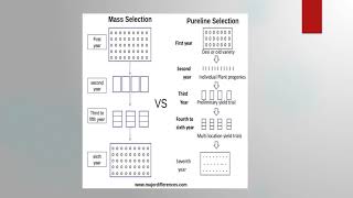 Pureline and Mass Selection  BSc Agriculture  Fundamentals of Plant Breeding [upl. by Aihsram641]