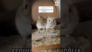 É rato ou hamster 🐁 [upl. by Pucida]