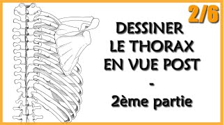 ANATOMIE  LE THORAX EN VUE POST  2 Hémithorax et scapula [upl. by Sower]